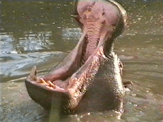 Africa Alive - Grainger TV