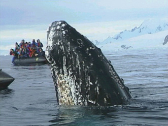 Antarctica Alive ! - Grainger TV