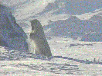Beware the Ice Bear - Grainger TV