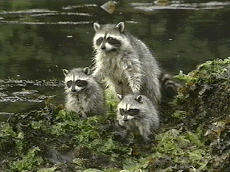 Canada Wild - Grainger TV