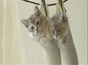 Classic Everest - Grainger TV