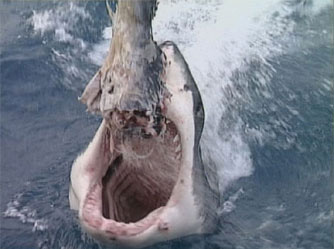 Australia's Terrifying Top 20 - Grainger TV