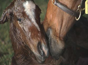 Fabulous Foals - Grainger TV