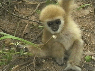 Jarunee, The Singing Ape - Grainger TV