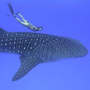 Barrier Reef stars in Cannes TV Festival
- Grainger TV