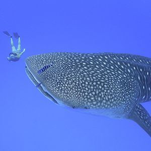 Ultimate Freedive: The Great Barrier Reef
- Grainger TV