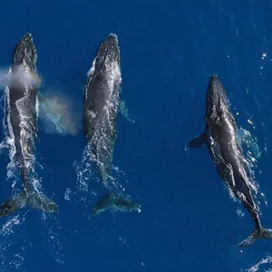 THE WHALE WHISPERER: Grainger TV’s latest production being launched at MIPCOM in Cannes: - Grainger TV