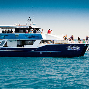 Acclaimed Documentary Maker to Focus on Hervey Bay Whales
- Grainger TV