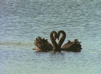 Love in the Wild - Grainger TV
