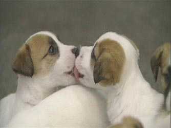 Precious Puppies - Grainger TV