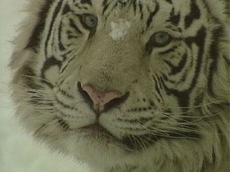 Taming the Tigers - Grainger TV