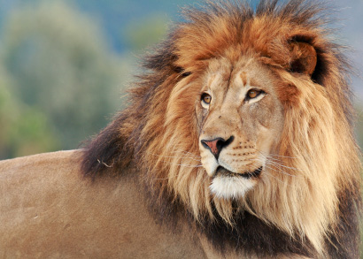 Wildest Africa - Grainger TV