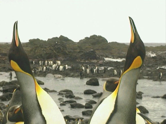 Wildest Antarctica - Grainger TV