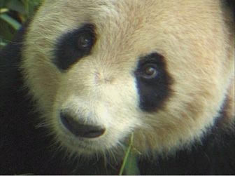 Wildest Asia - Grainger TV