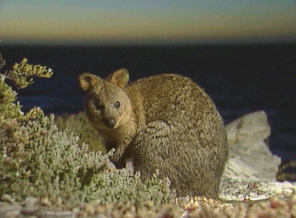 Wildest Islands of Australia - Grainger TV