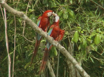 Wingbeats to the Amazon - Grainger TV