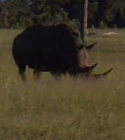 Africa Alive - Grainger TV