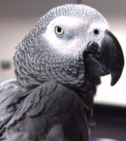 Animal Cunning - Grainger TV