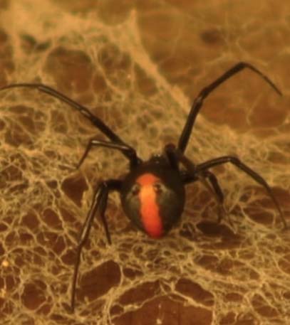 Australia's Backyard Killers - Grainger TV