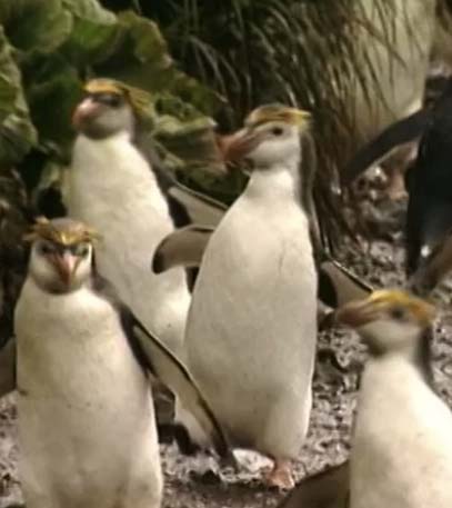 Australia's Greatest Island - Grainger TV