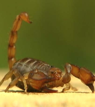 Australia's Terrifying Top 20 - Grainger TV