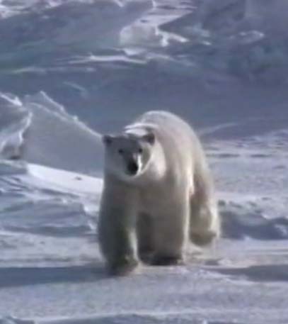 Beware The Ice Bear - Grainger TV