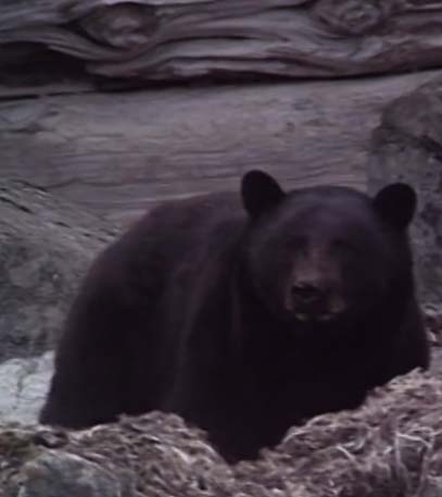 Canada Wild - Grainger TV