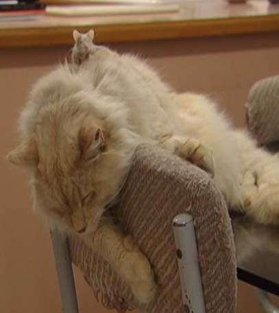 Cutest Kittens - Grainger TV