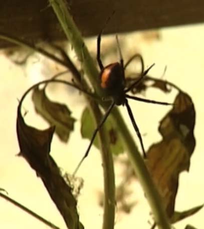 Danger Down Under - Grainger TV