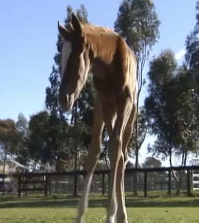 Fabulous Foals - Grainger TV