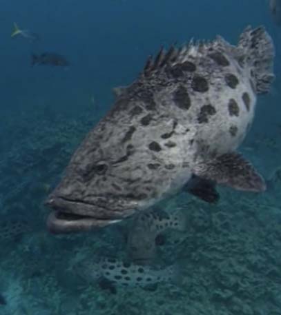 Great Characters of Queensland - Grainger TV