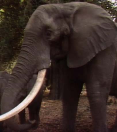 Guardians of the Wild - Grainger TV