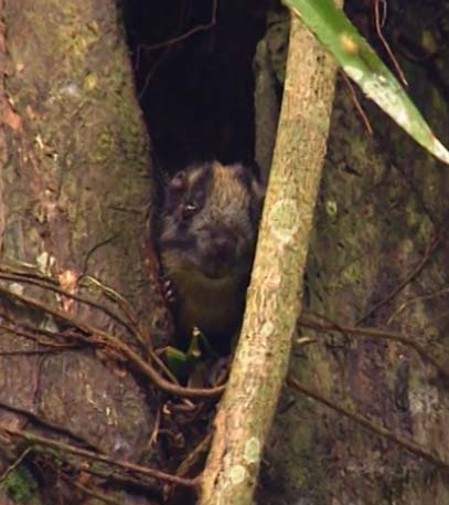 Heroes Of The Amazon - Grainger TV