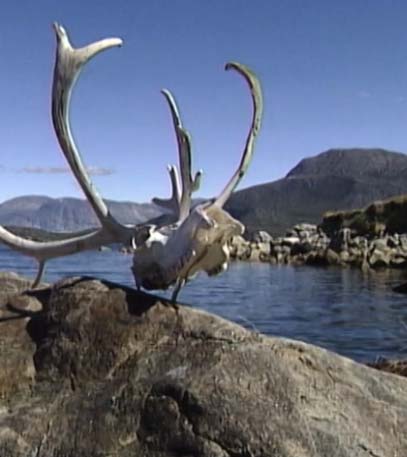 In the Wake of the Vikings - Grainger TV