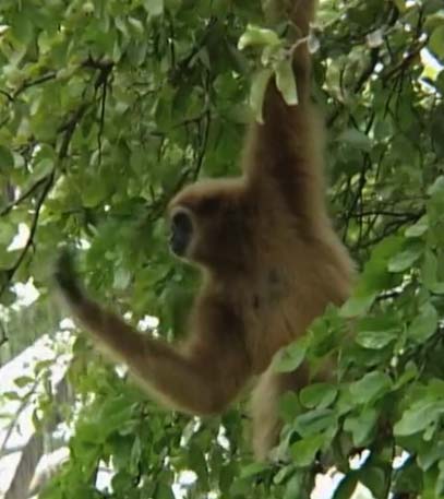 Jarunee: The Singing Ape - Grainger TV