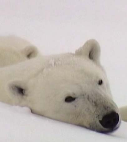 Lords Of The Wild - Grainger TV