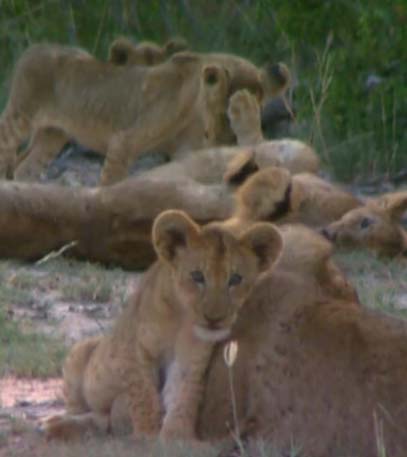 Love in the Wild - Grainger TV