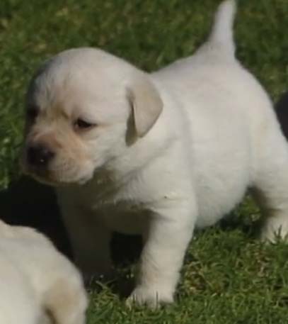 Miracles From The Wildside - Grainger TV