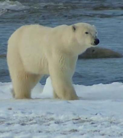 On Thin Ice - Grainger TV