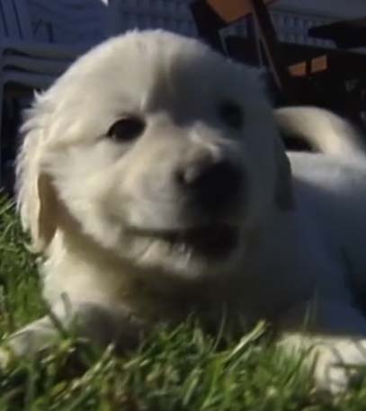 Precious Puppies - Grainger TV