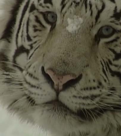 Africa Alive - Grainger TV