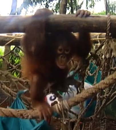 The Best Within - Living with Wild Animals - Grainger TV