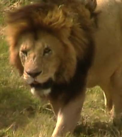 The Magic of Africa - Grainger TV