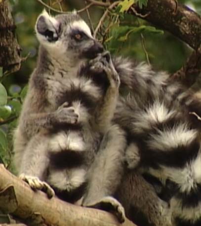The Marvels of Madagascar - Grainger TV