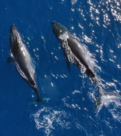 The Whale Whisperer - Grainger TV