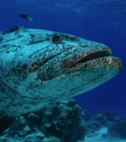 Triumph & Tragedy on the Greatest Reef - Grainger TV