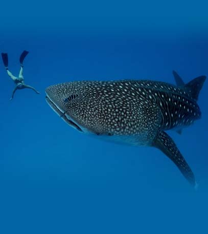 Ultimate Freedive: The Greatest Reef - Grainger TV