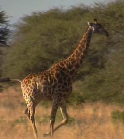 Wildest Africa - Grainger TV
