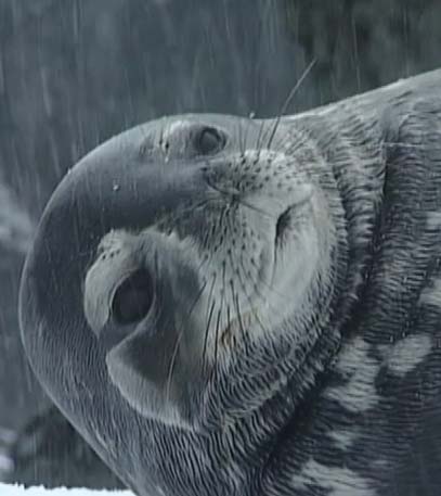 Wildest Antarctica - Grainger TV