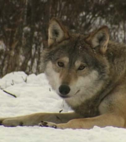 Wildest Arctic - Grainger TV